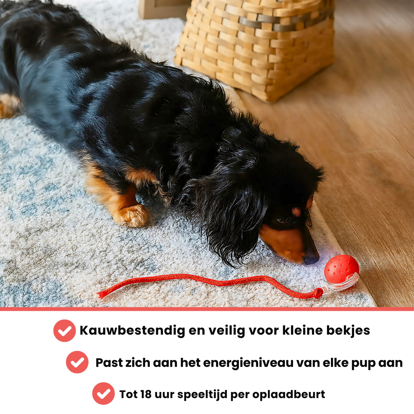 Vier Pootjes™ – Eindeloos speelplezier voor een blijere en rustigere hond