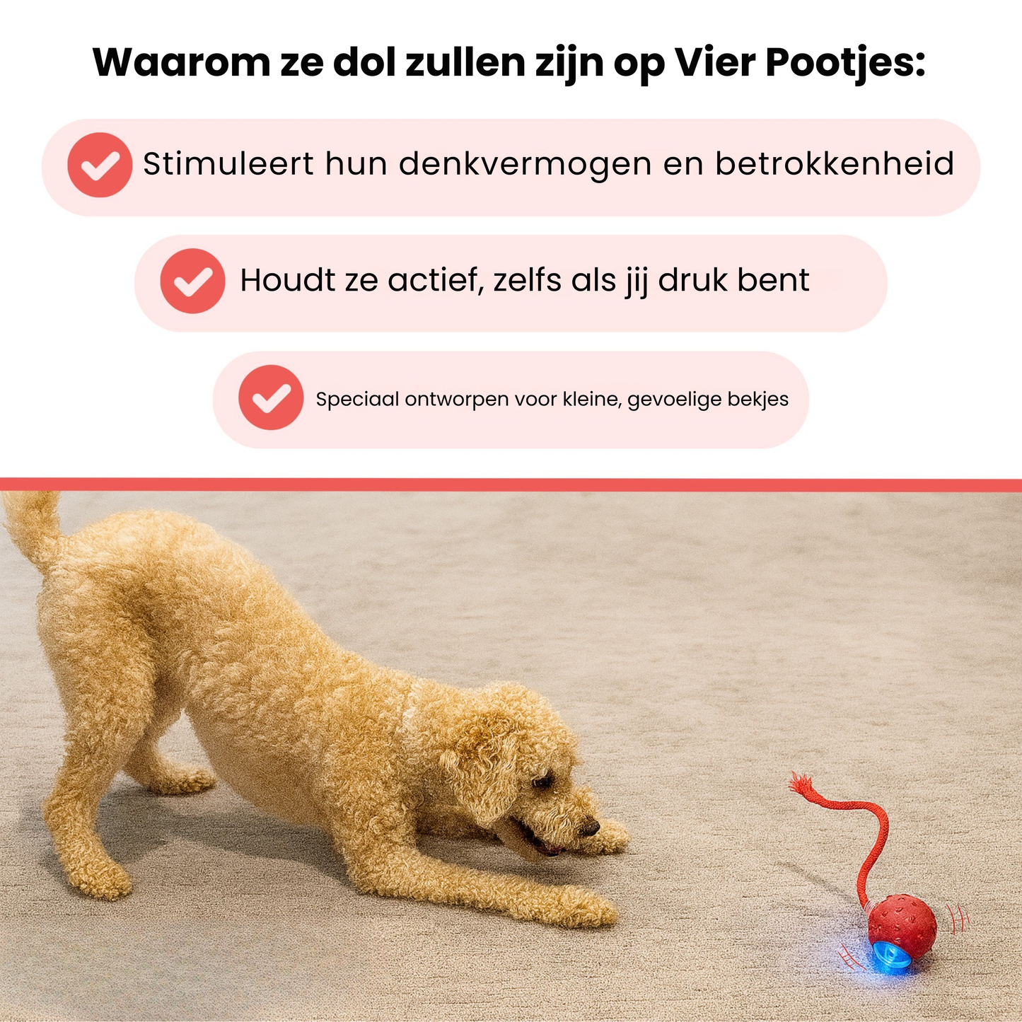 Vier Pootjes™ – Eindeloos speelplezier voor een blijere en rustigere hond