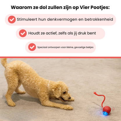 Vier Pootjes™ – Eindeloos speelplezier voor een blijere en rustigere hond