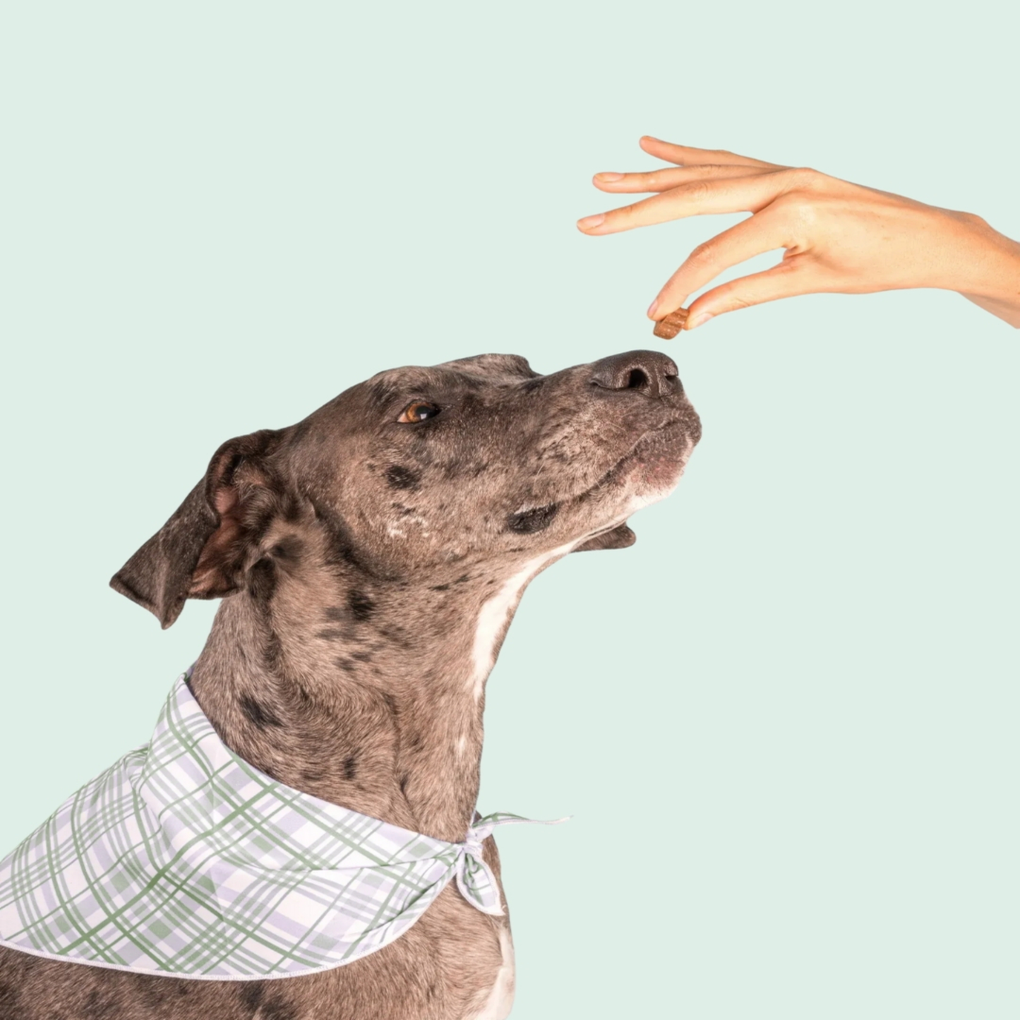 Gewrichtssnacks voor honden